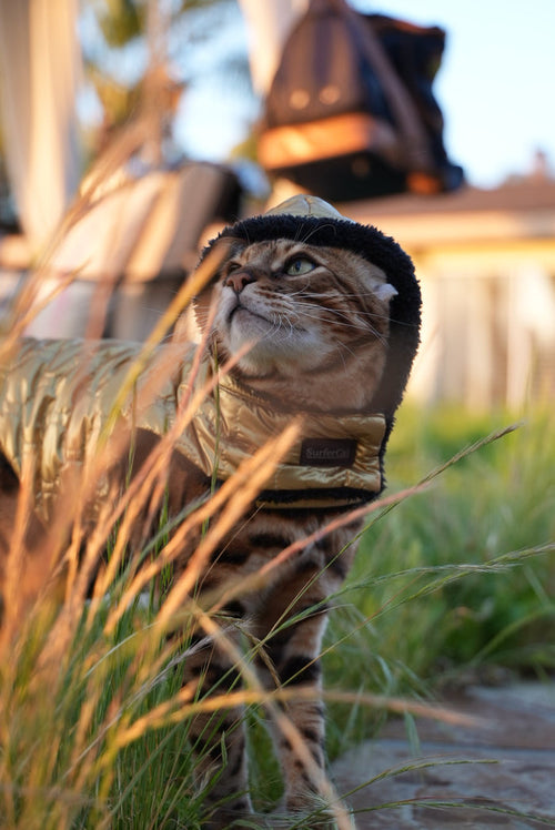 Adventure Cat Hoodie Collection - Reversible Cat Jacket