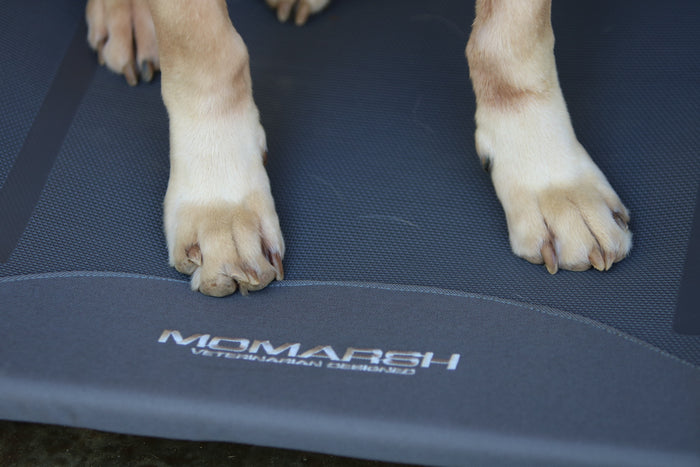 MOmarsh Kennel Cot