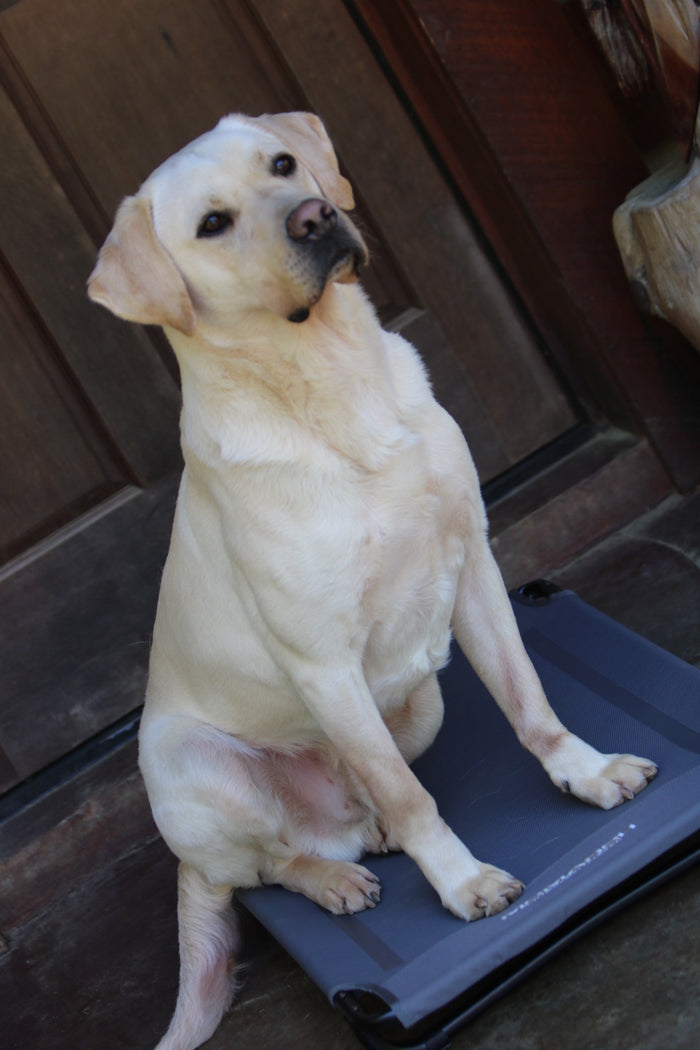 MOmarsh Kennel Cot