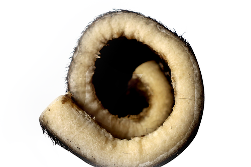 QT Dog 6" Hairy Roll Dog Treats